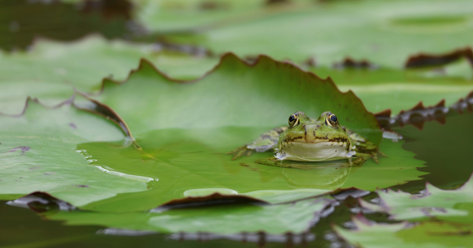 Gros plan sur une grenouille sortant la tête de l'eau à côté de nénuphars.
